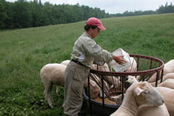 Down on the Farm in Maine